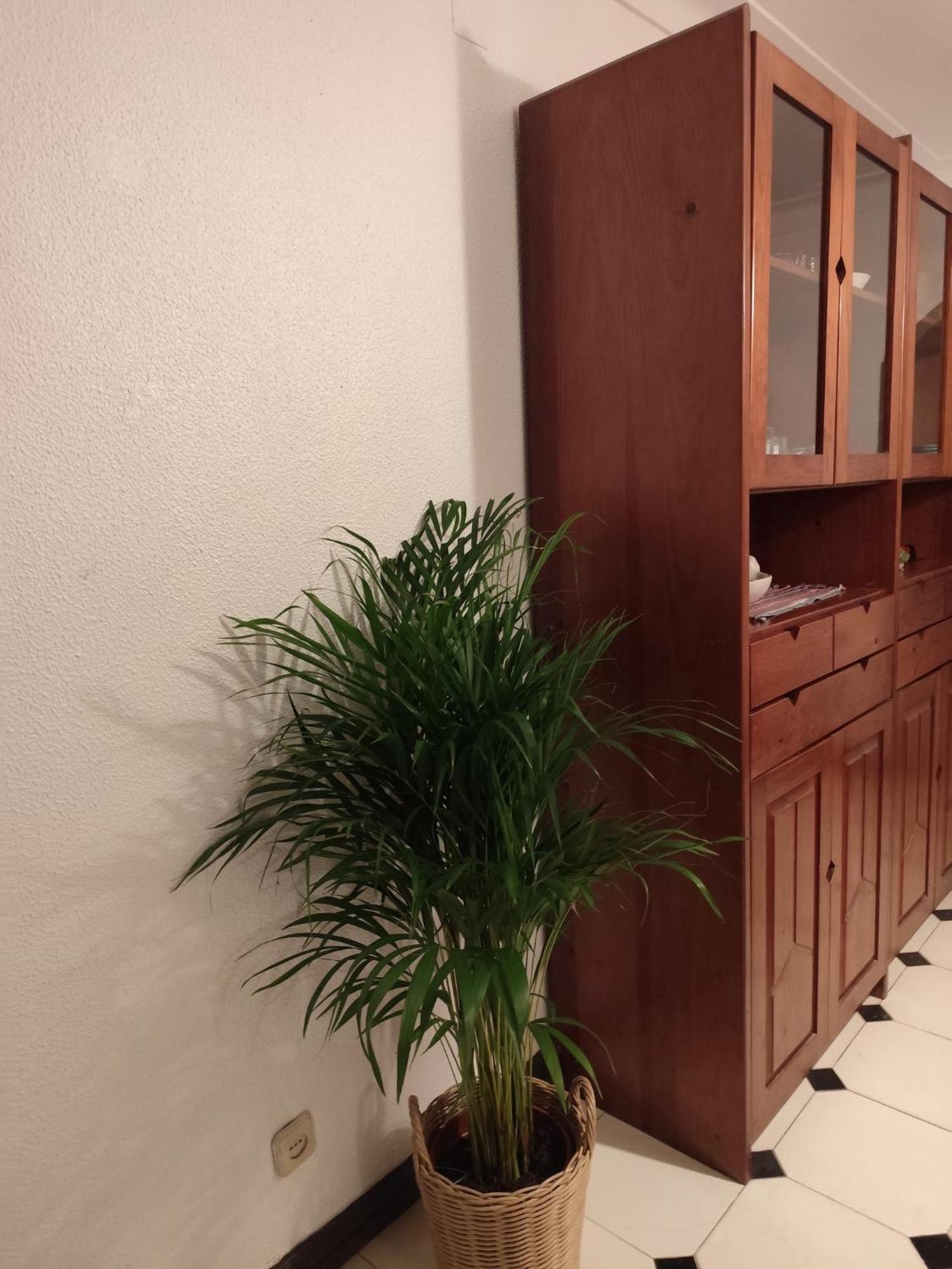 Casa Das Flores อัลบูเฟรา ภายนอก รูปภาพ